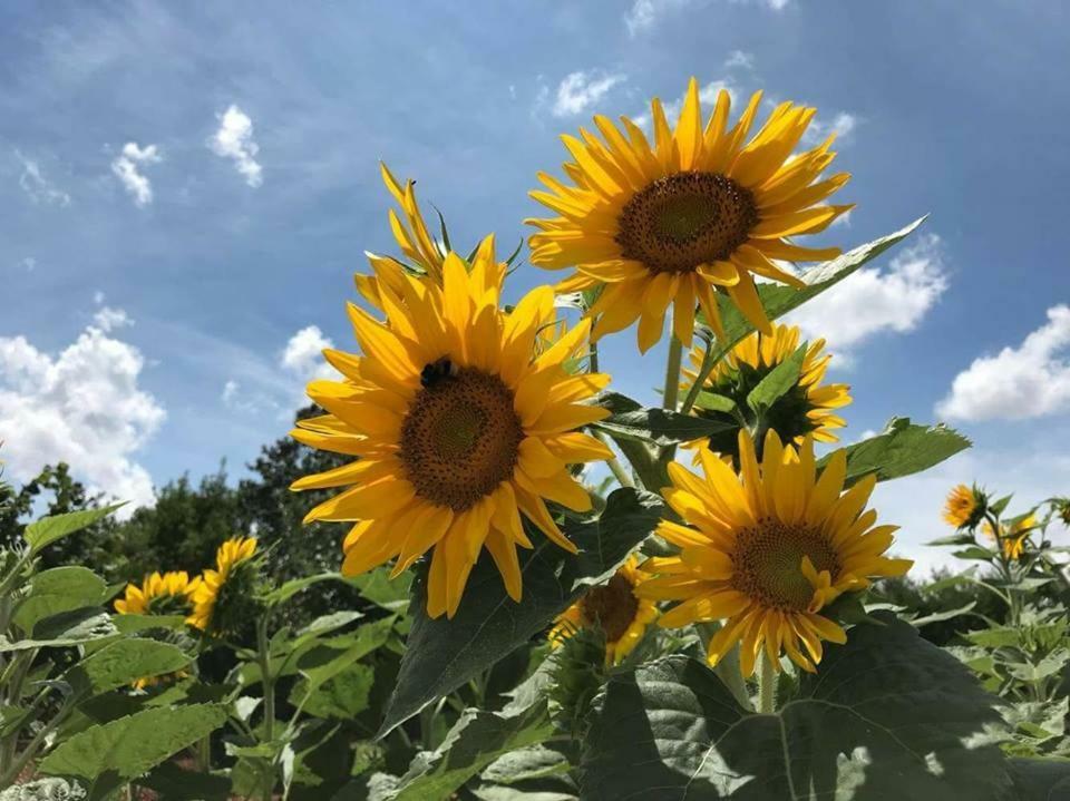 B & B Villa Lucia Noci Dış mekan fotoğraf